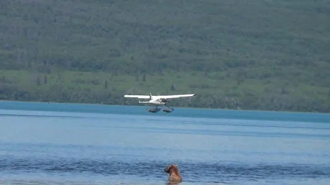 Alaskan Brown Bear in Lake With Float Plane in Background Stock Footage 73124361