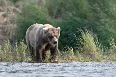 Alaskan brown bear Stock-Fotos