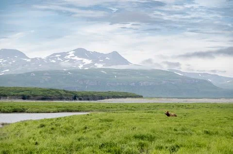 Alaskan brown bear Stock-Fotos