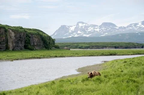 Alaskan brown bear Stock-Fotos