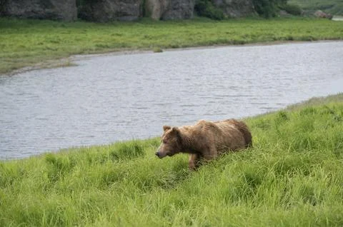 Alaskan brown bear 스톡 사진