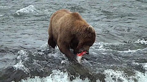 Alaskan Brown Bear in River Eating a Salmon - Stabilized Stock Footage 50592837