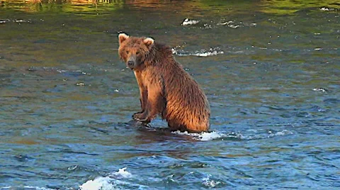 Alaskan Brown Bear in River Leans On Rock to Look for Salmon Stock Footage 50409354