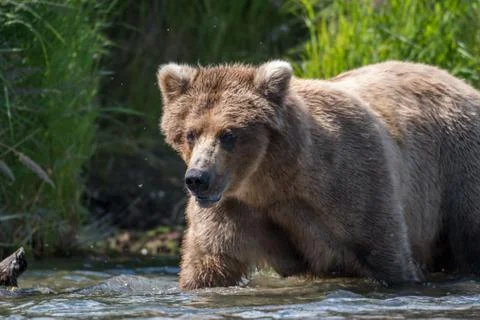 Alaskan brown bear in river 스톡 사진