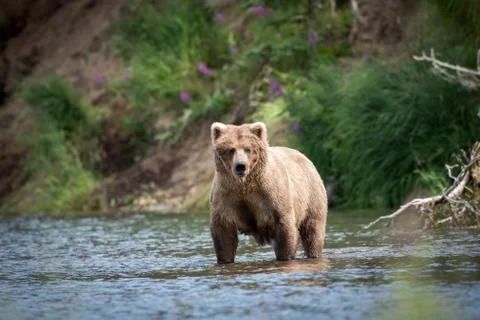 Alaskan brown bear in river Stock-Fotos