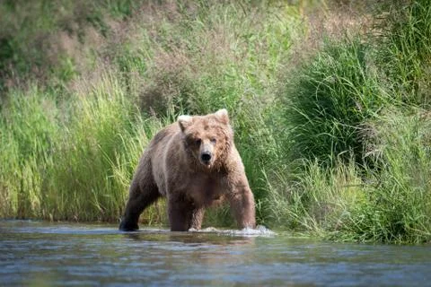 Alaskan brown bear in river Fotos Stock