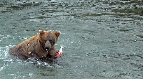 Alaskan Brown Bear In River Shakes Off &amp; Then Eats Salmon Stock Footage 50635427