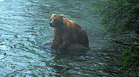 Alaskan Brown Bear on Rock In River in Fog - Yawning Stock Footage 50444503