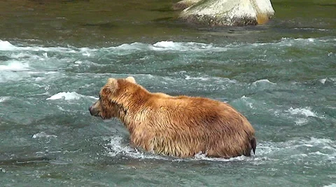 Alaskan Brown Bear Rushes and Dives at a Salmon. Stock Footage 51387799