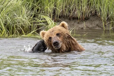 Alaskan brown bear scratching Stock-Fotos