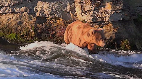 Alaskan Brown Bear Seeking Fish Crosses Strong Currents in River Stock Footage 50416223