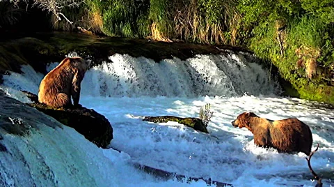 Alaskan Brown Bear Sitting on Rock Atop Falls in Sweet Evening Light Stock Footage 50335748