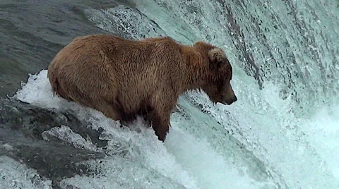 Alaskan Brown Bear Sow Almost Catches Fish Then Looks Back Over Her Shoulder Stock Footage 50452173