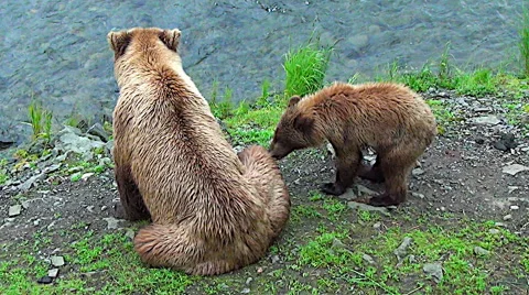 Alaskan Brown Bear Sow and Cub on River Bank Looking for Fish Stock Footage 50654219