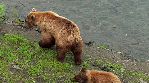 Alaskan Brown Bear Sow Sits On Bank, Her Cub Joins Her Stock Footage 50450844