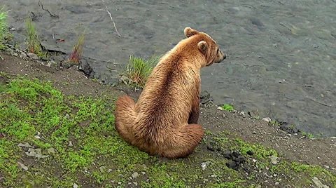 Alaskan Brown Bear Sow Sitting on Riverbank &amp; Looking Around Stock Footage 50450990