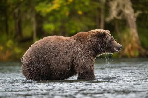 Alaskan brown bear standing in Brooks River Stock-Fotos