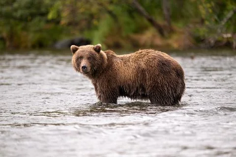 Alaskan brown bear standing in Brooks River 스톡 사진
