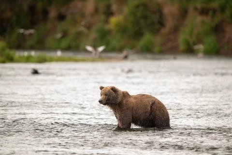 Alaskan brown bear standing in Brooks River Stock Photos