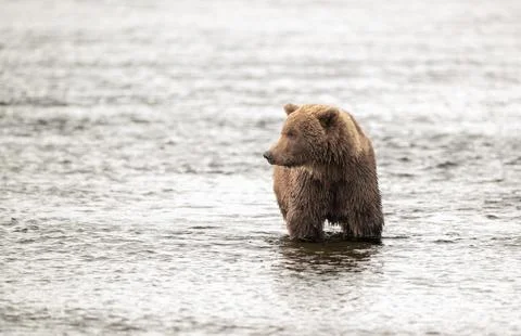 Alaskan brown bear standing in Brooks River Stock Photos