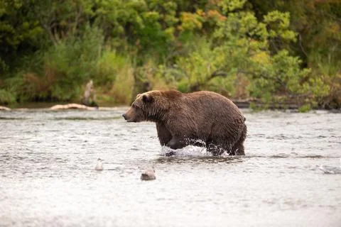 Alaskan brown bear standing in Brooks River Stock Photos