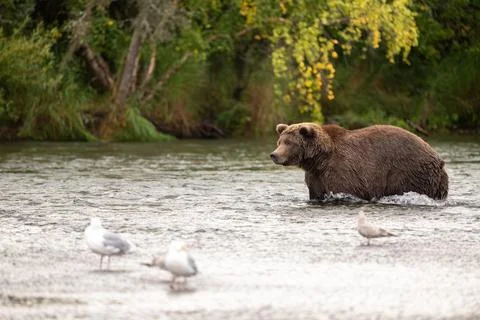 Alaskan brown bear standing in Brooks River Stock Photos