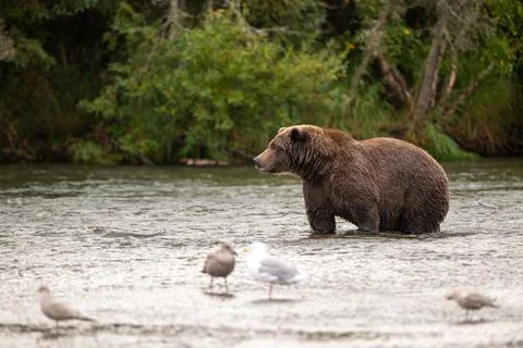 Alaskan brown bear standing in Brooks River Stockfoto's