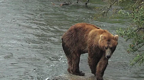 Alaskan Brown Bear Stands on Rock, Circles Stock Footage 50446587