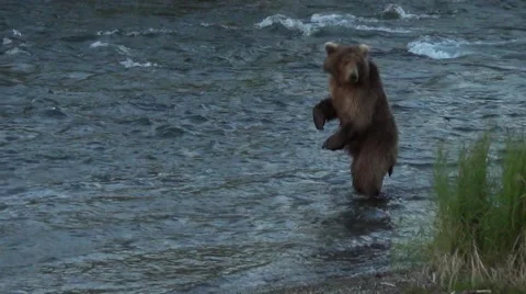 Alaskan Brown Bear Stands Upright on Two Legs Then Drops to All Fours Stock Footage 50363636