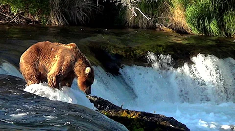 Alaskan Brown Bear on Top of Falls in Nice Evening Light Stock Footage 50343747