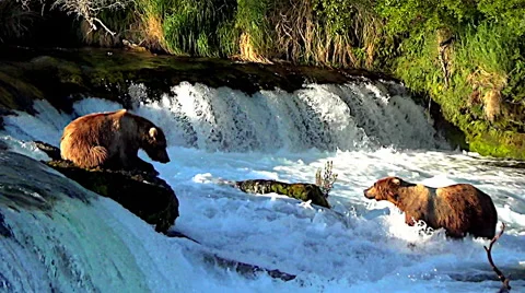 Alaskan Brown Bear on Top of Rock Overlooking Brooks Falls In Nice Evening Light Stock Footage 50332168