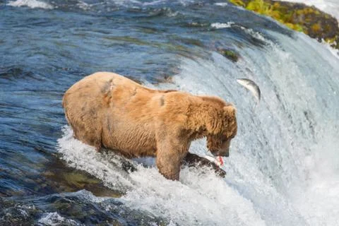 Alaskan brown bear trying to catch salmon 스톡 사진