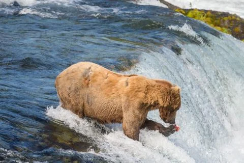 Alaskan brown bear trying to catch salmon 스톡 사진