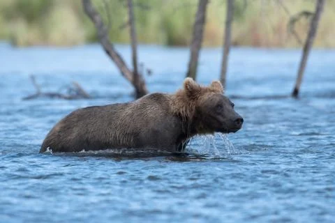 Alaskan brown bear wading 스톡 사진