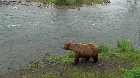Alaskan Brown Bear Walking Along Riverbank Looking for Fish in River Stock Footage 50446058
