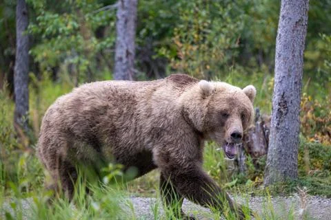 An Alaskan brown bear walking down a trail in Katmai National Park Stock-Fotos