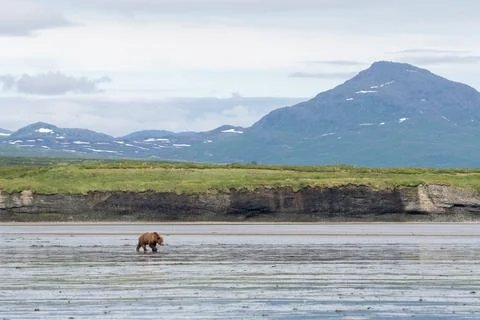 Alaskan brown bear walking on mudflat at McNeil River Stock-Fotos
