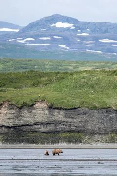 Alaskan brown bear walking on mudflat at McNeil River Stock-Fotos