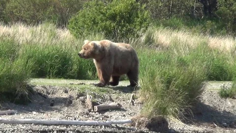 Alaskan Brown Bear Walking on River Bank Looking for Fish Stock Footage 73136363