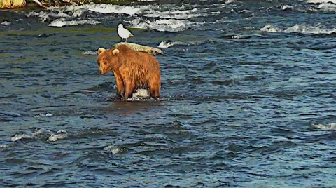 Alaskan Brown Bear Walking Upriver in Sweet Evening Light Stock Footage 50377358