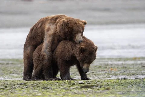 Alaskan brown bears mating Stock-Fotos
