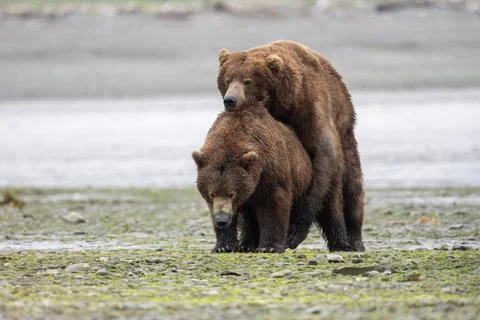 Alaskan brown bears mating 스톡 사진