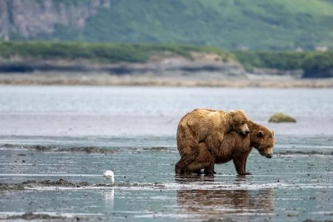 Alaskan brown bears mating 스톡 사진