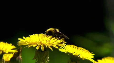 Alaskan bubble bee  on flower Stock Footage 40466020