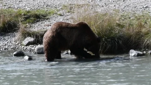 Alaskan coastal Brown bear catches and eats salmon Stock-Footage 170074553