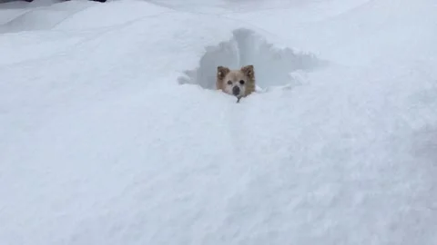 Alaskan dog in deep snow Stock Footage 144858332