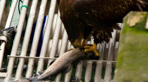 Alaskan eagle eating salmon in harbor Stock Footage 40450008