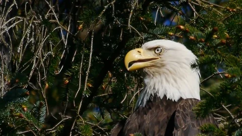 Alaskan eagle perched in a tree Stock Footage 88488790