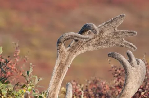 Alaskan elk Stock Photos