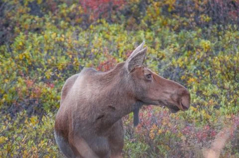 Alaskan elk Stock-Fotos